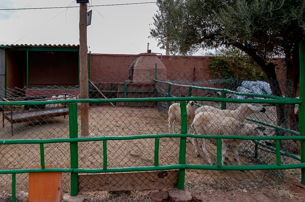 Bungalow Faracha, villa à Marrakech – photo 17