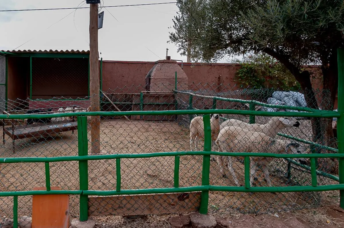 Bungalow Faracha, villa in Marrakesch – Foto 17